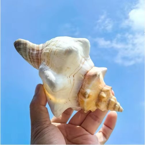 2PCS Conch Shell Large Natural Seashells For Fish Tank Wedding Decor Beach Theme Party Home Decorations thumbnail 4