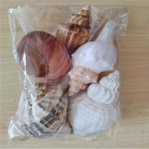 2PCS Conch Shell Large Natural Seashells For Fish Tank Wedding Decor Beach Theme Party Home Decorations thumbnail 3